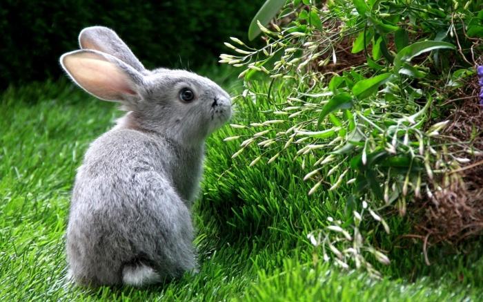 Приснился заяц или кролик к чему снится. Поймать зайца руками