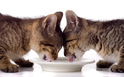 Как кормить котят