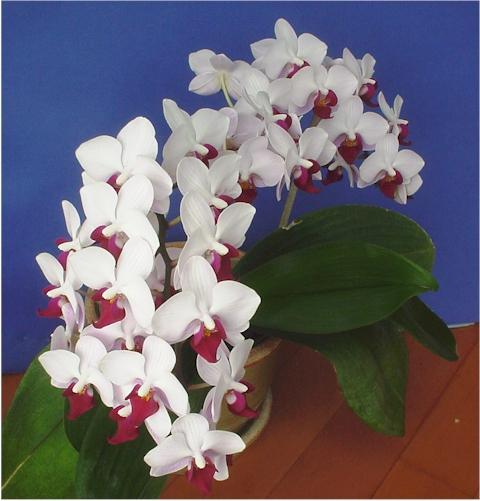 орхидея phalaenopsis