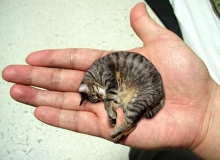 самая маленькая кошка в мире