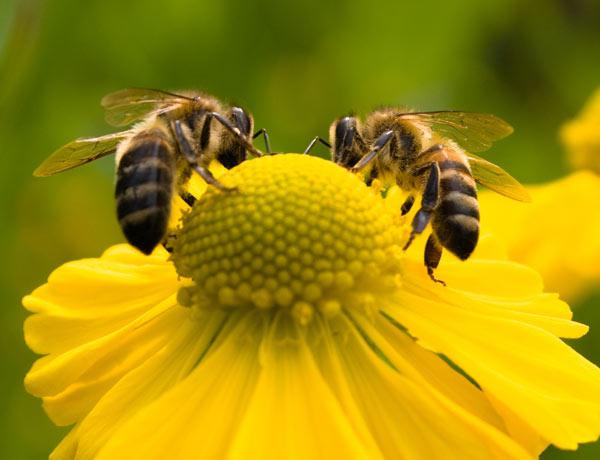к чему снятся пчелы