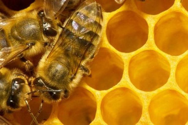 растолкование снов о пчелах