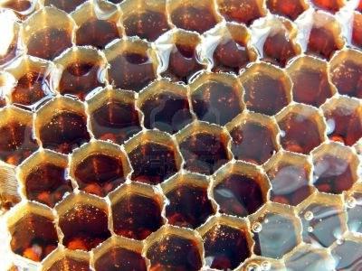 гречишный мед полезные свойства