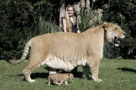 самый большой кот
