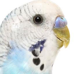 как научить волнистого попугая разговаривать