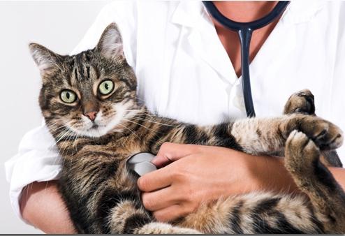 болезни кошек и их симптомы