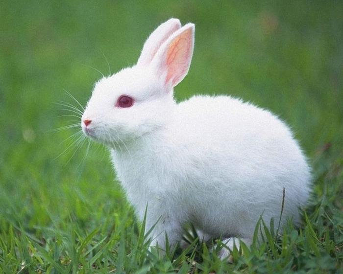 сонник белый кролик