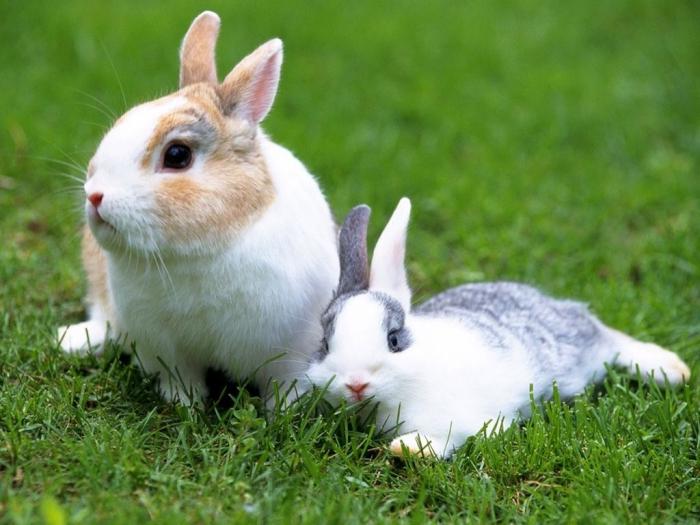 кролики белые сонник