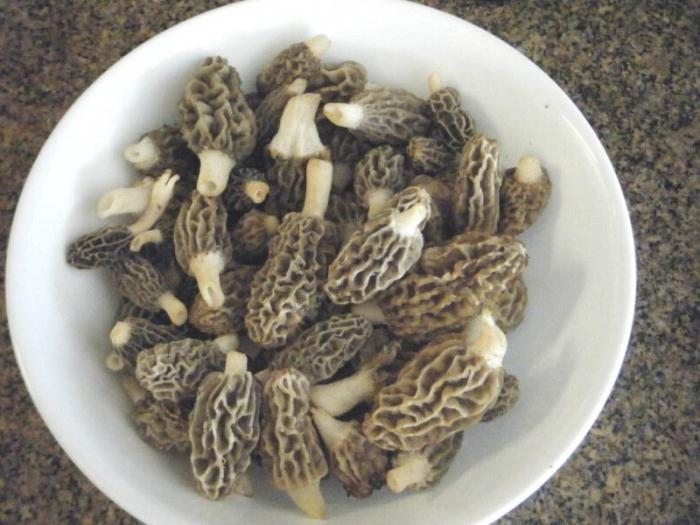 как приготовить грибы сморчки