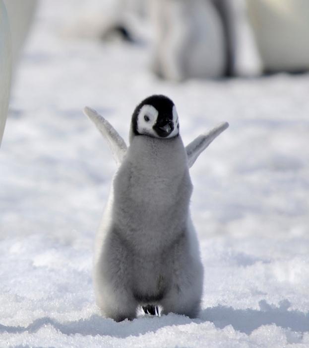 почему пингвин не летает