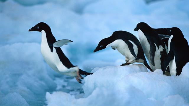 фото пингвина