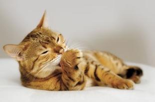 как избавиться от запаха кошачьей мочи на ковре