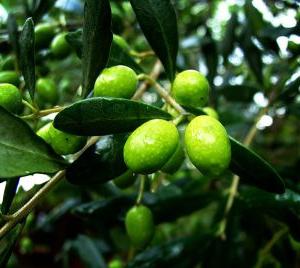 оливки и маслины в чем разница