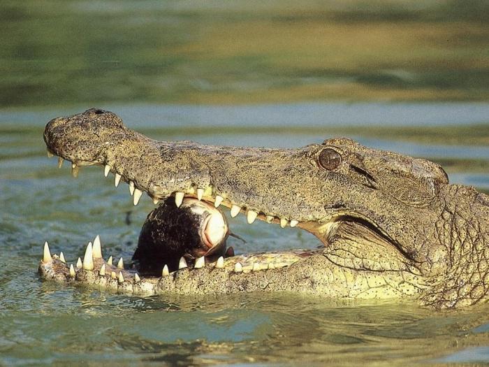 сон с крокодилами