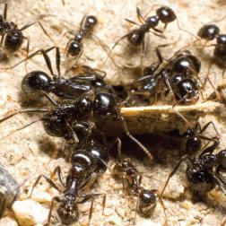 как вывести муравьев с участка