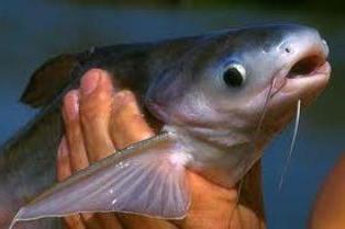 рыба пангасиус