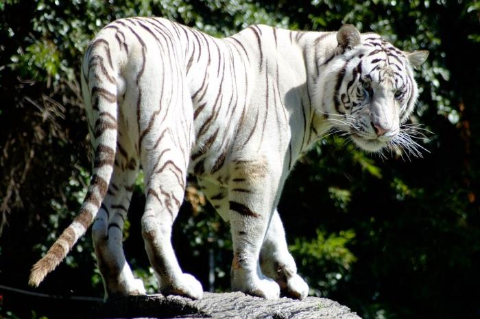 самый большой тигр