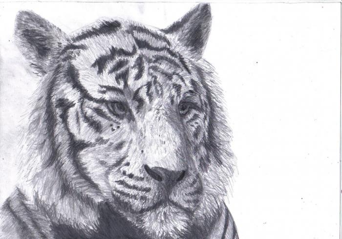как нарисовать тигра