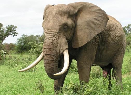 сколько весит слон