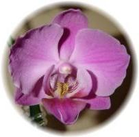 как правильно пересадить орхидею фото