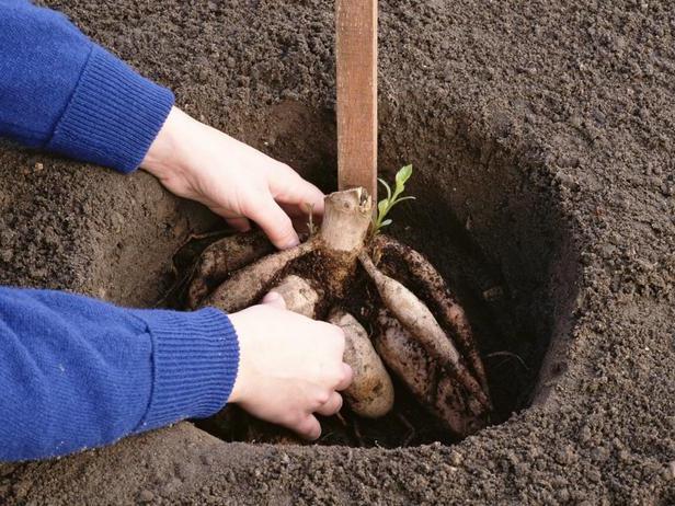 как посадить георгины