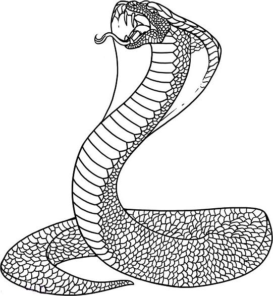 как нарисовать поэтапно змею