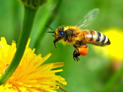 пчела сонник