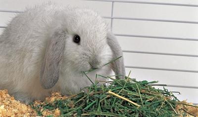 питание кроликов