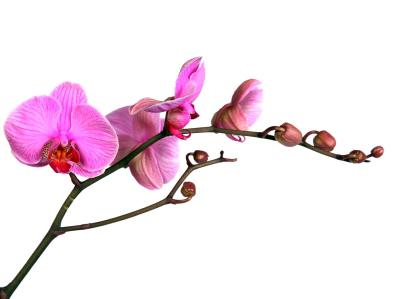 комнатные орхидеи