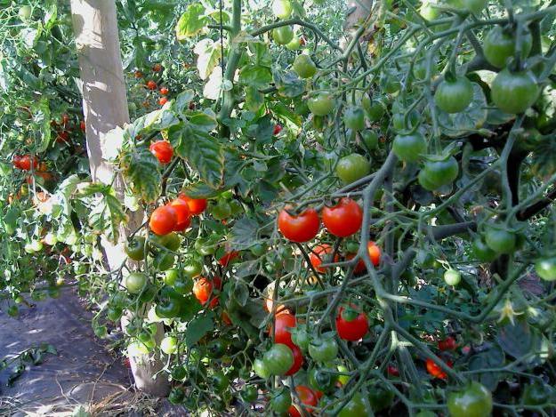 Cuando plantar tomates cherry