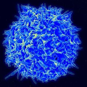 Лимфоциты повышены у ребенка
