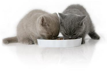 как кормить котенка