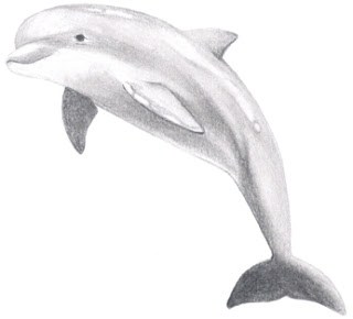 как нарисовать дельфина карандашом