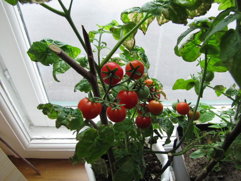Помидоры на подоконнике выращивание из семян. Подоконные помидоры черри. Черри балконное чудо. Томат балконное чудо. Балконные томаты черри.