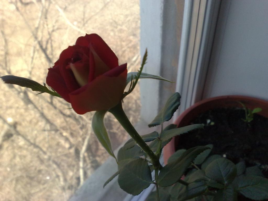 Роза в квартире польза и вред