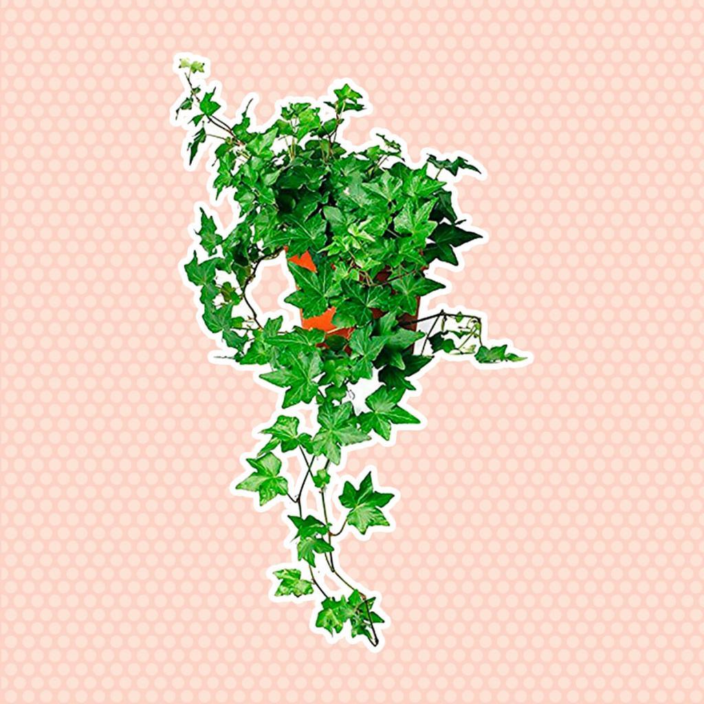 Плющ картинка для детей