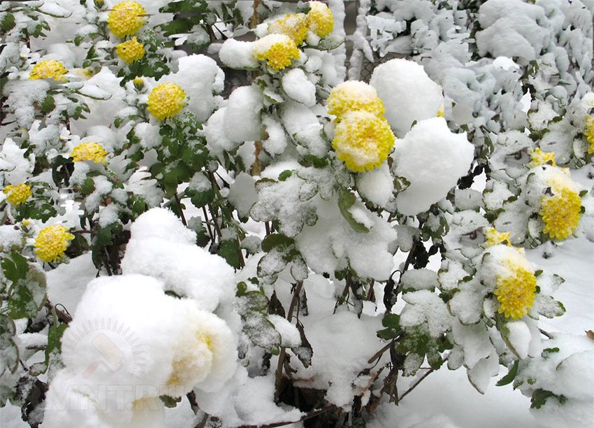Правильный уход и пересадка хризантемы на зиму.