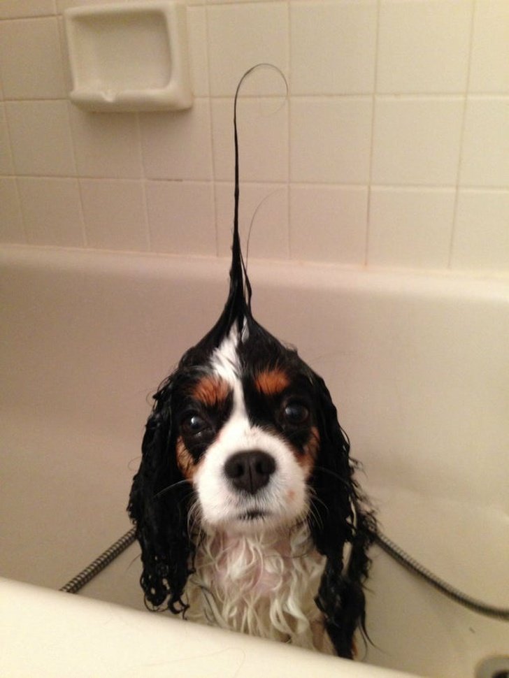 Можно ли мыть собаку обычным шампунем