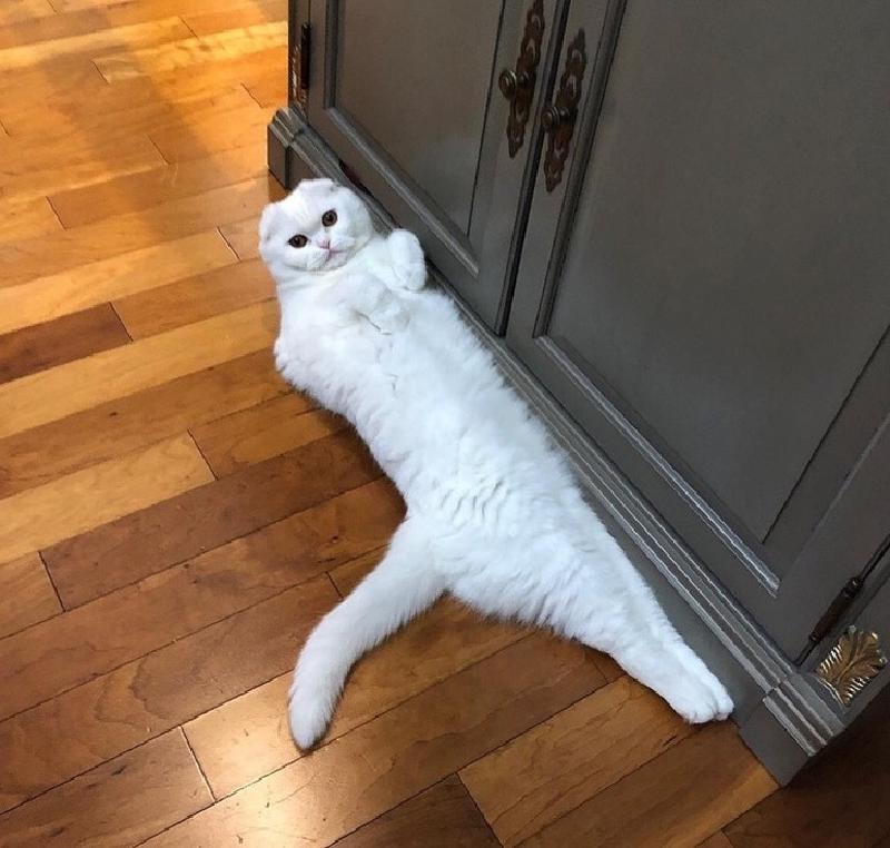 Картинка кот стоит мем