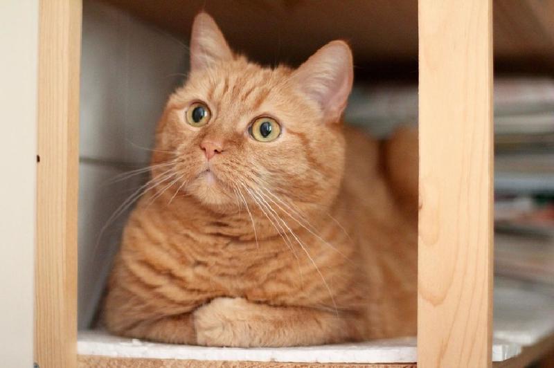 Кот пытается что то сказать. Смотреть фото Кот пытается что то сказать. Смотреть картинку Кот пытается что то сказать. Картинка про Кот пытается что то сказать. Фото Кот пытается что то сказать
