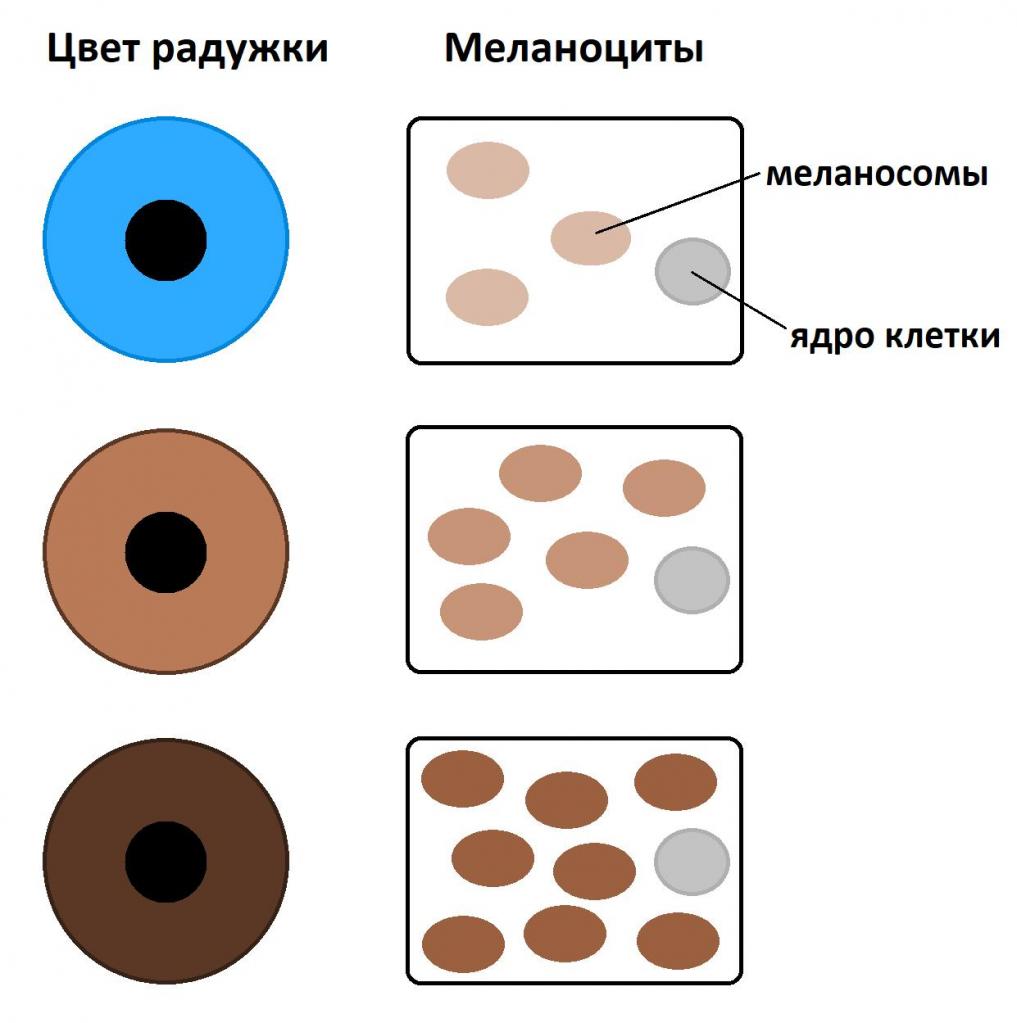 Пигмент радужной оболочки. Пигмент цвета глаз. Пигмент определяющий цвет глаз. Меланин цвет глаз.