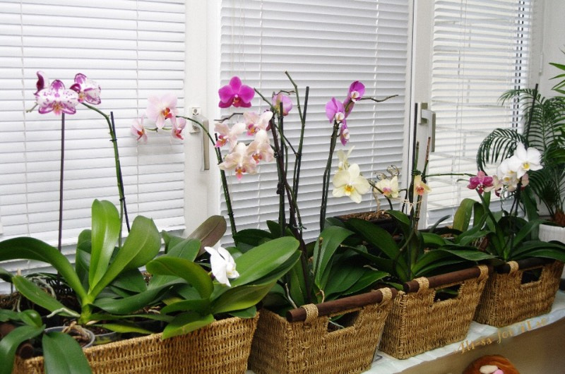 Почему нельзя дома орхидеи. PF 5035 фаленопсис. Орхидея фаленопсис в интерьере. Орхидеи в горшках в интерьере.