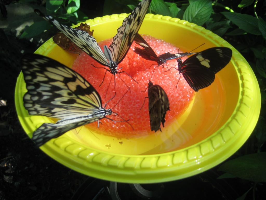 В саду можно создавать специальные кормушки для бабочек: это просто и очень красиво