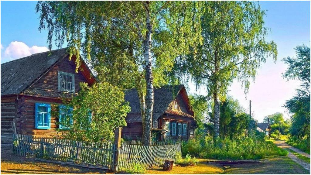 что посадить там где ничего не растет
