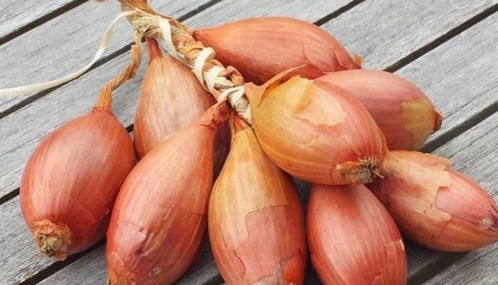 Лук шалот банановый гигант. Лук шалот семейка. Лук шалот цебруне. Лук севок шалот. Шалот сорта.