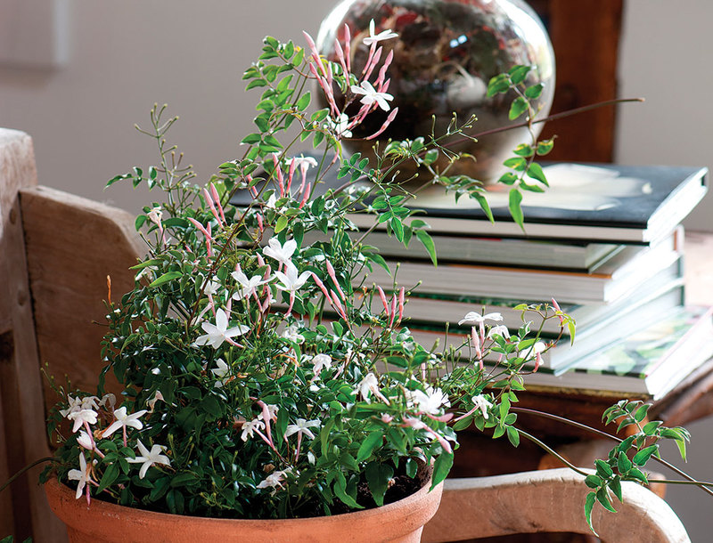 Ароматные комнатные растения: изысканный комфорт вашего дома