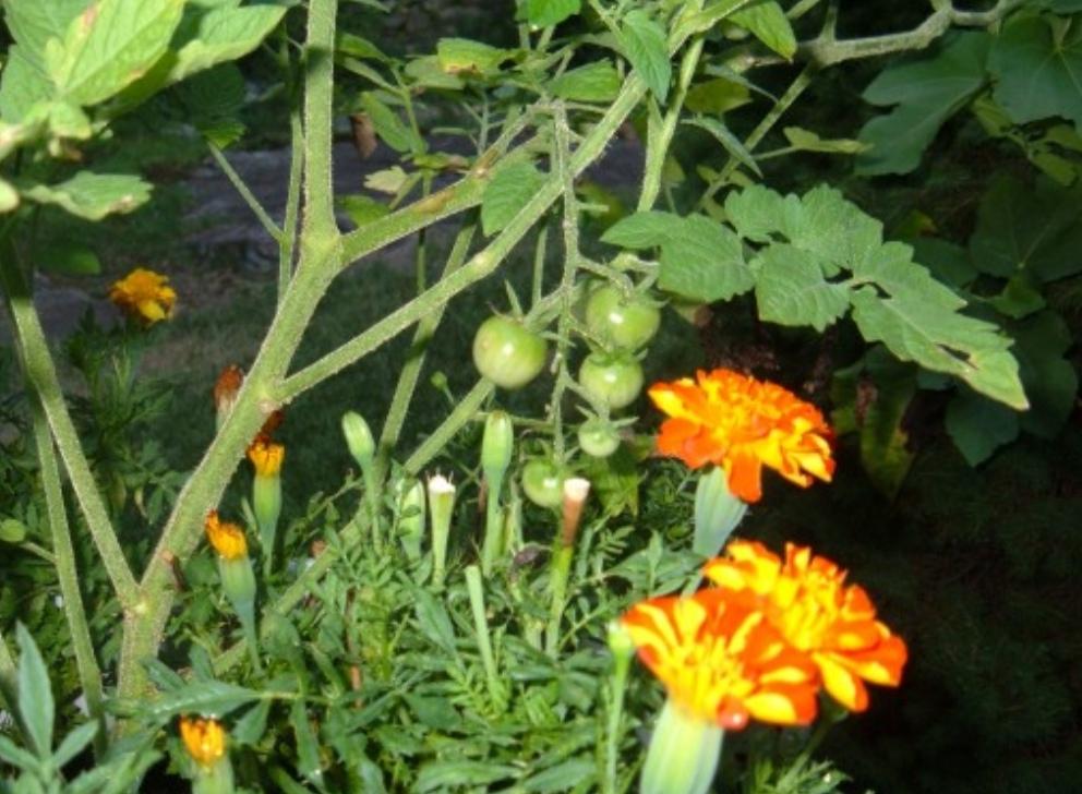 Базилик посадить с помидорами и Что посадить рядом с помидорами? Может базилик, чеснок?