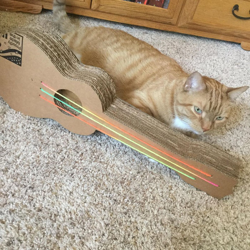 Кота музыкальные инструменты. Кошка укулелька.