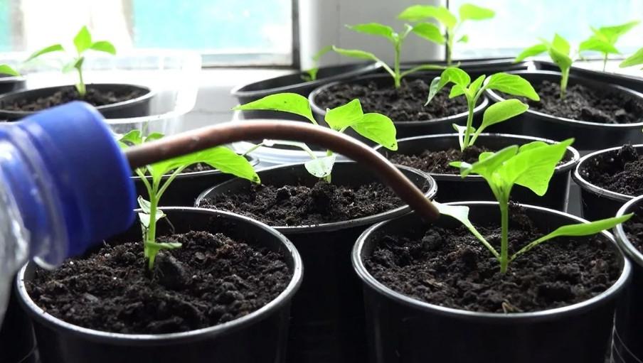 лунный календарь на февраль 2021 года для посева семян перца и баклажан на рассаду. 2212399. лунный календарь на февраль 2021 года для посева семян перца и баклажан на рассаду фото. лунный календарь на февраль 2021 года для посева семян перца и баклажан на рассаду-2212399. картинка лунный календарь на февраль 2021 года для посева семян перца и баклажан на рассаду. картинка 2212399. Перец и баклажаны уже давно занимают достойное место на огороде не только в южных регионах, но и в средней полосе. Чтобы получить хороший урожай этих теплолюбивых культур, нужно приложить немало усилий: подобрать районированные сорта, подготовить грунт, тщательно ухаживать за растениями.