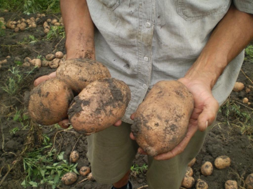 Сколько растет картофель. Крупный картофель. Картофель в огороде. Самый большой сорт картошки.